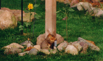 Squirrel feeding at the base of one of the bird feeders